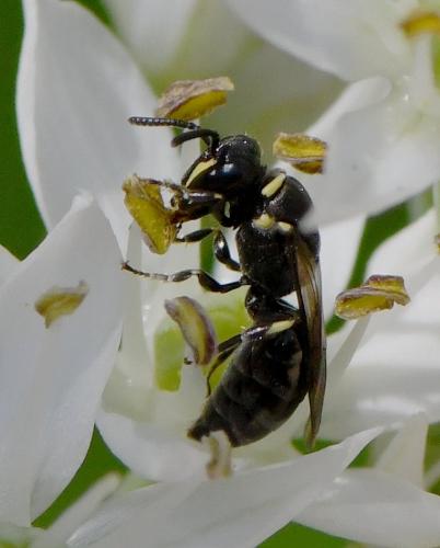 Réf. 239 515 : Hylaeus sp.